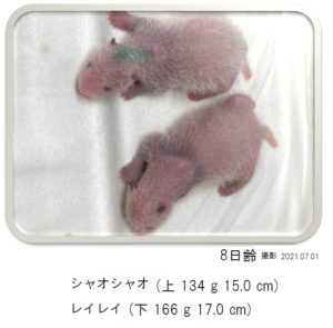 8日齢