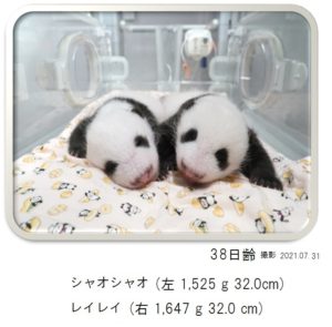38日齢