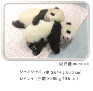 68日齢