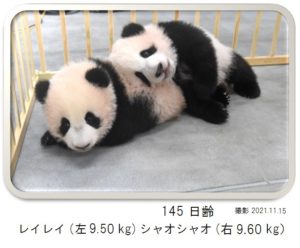 145日齢