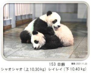 153日齢