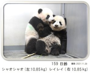 159日齢