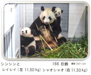 166日齢