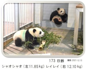 173日齢