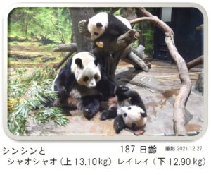 187日齢