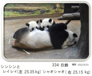 334日齢