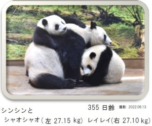 355日齢
