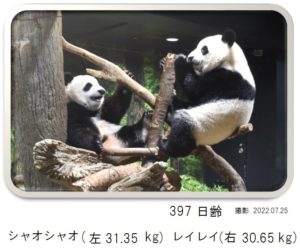 397日齢