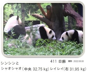 411日齢