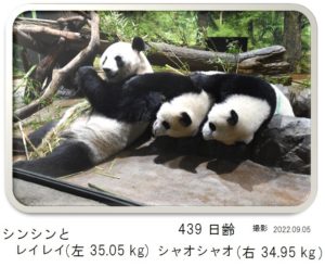 439日齢