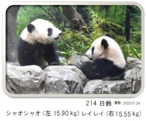 214日齢