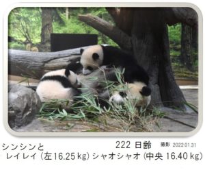 222日齢