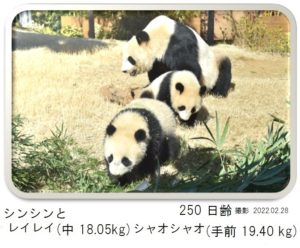 250日齢