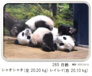 265日齢
